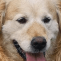 Buzz Rescue Group - Ginger